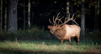 Liberty Game Calls Introduces Cutting-Edge Hunting Gear for Enthusiasts and Professionals
